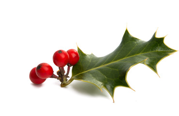 holly isolated
