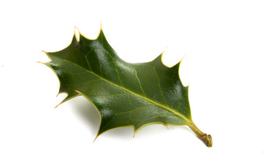 holly isolated