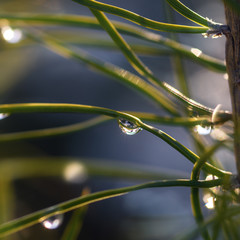 drops of water with the glare of the sun on the green pine needles