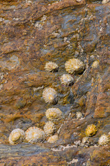 Picturesque granite boulders and clams on the coast of the Crozon Peninsula. Brittany. France