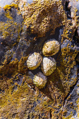 Fototapeta na wymiar Picturesque granite boulders and clams on the coast of the Crozon Peninsula. Brittany. France