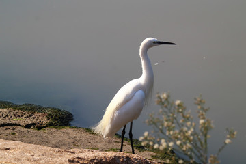 An adult little egret (Egretta garzetta) walking around and posing for some photos on the shore of a pond.