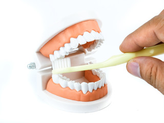 Plastic teeth models with Toothbrush how to clean teeth with brush properly and right, isolated on white background, concept Dental care and medical