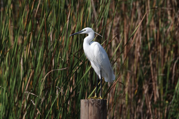 An adult little egret (Egretta garzetta) posing for some photos on a pole with reeds in the background.