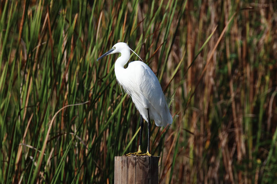 An adult little egret (Egretta garzetta) posing for some photos on a pole with reeds in the background.