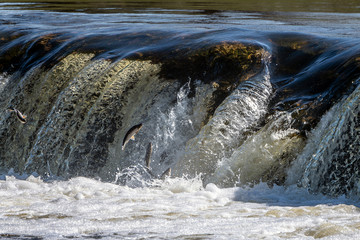 Jumping fish in waterfall Ventas rumba, Latvia.