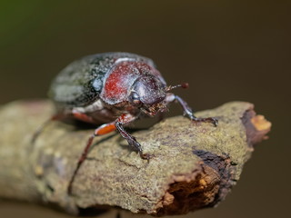 Close-up a Cockchafer (Melolontha melolontha) Beetle resting on dry branch with green nature blurred background.