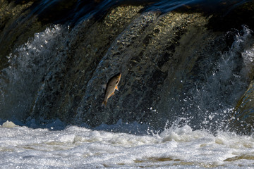 Jumping fish in waterfall Ventas rumba, Latvia.
