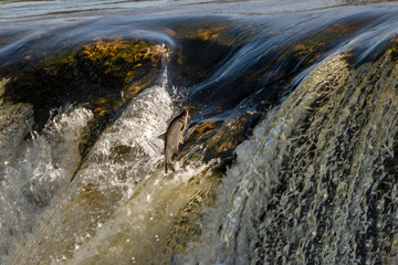 Jumping fish in waterfall Ventas rumba, Latvia.