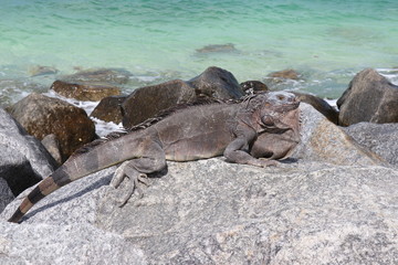 Leguan Florida