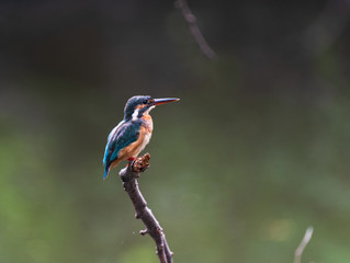 kingfisher