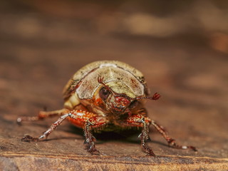 Close-up a Cockchafer (Melolontha melolontha) Beetle resting on dry branch with green nature blurred background.