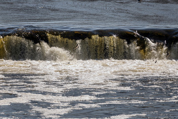 Jumping fish in waterfall Ventas rumba, Latvia.