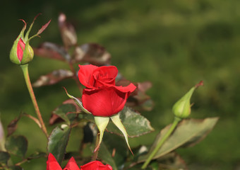 Art photo rose petals isolated on the natural blurred background. Closeup. For design, texture, background. Nature.