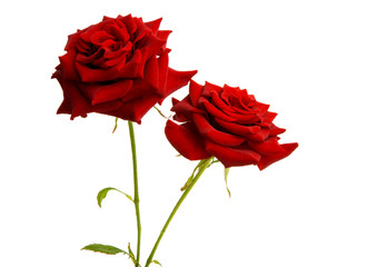 red rose isolated