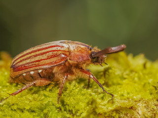 Close-up a Cockchafer (Melolontha melolontha) Beetle resting on green moss ground with green nature blurred background.
