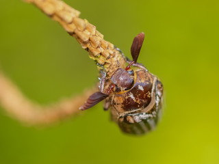 Close-up a Cockchafer (Melolontha melolontha) Beetle resting on pine tree branch with green nature blurred background.