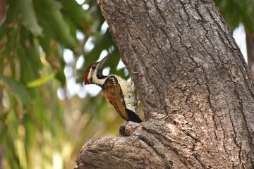 woodpecker on mango tree
