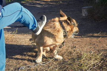 Cruelty to Pets. The dog is beaten with a stick and a leg.