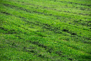Stripes of mowed grass on a green lawn