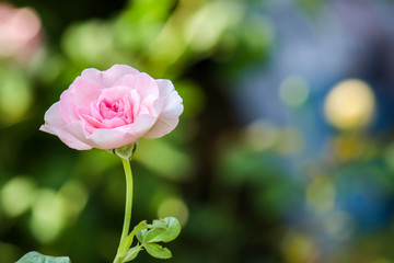 Fototapeta na wymiar Roses with blurred backgrounds