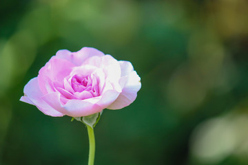 Roses with blurred backgrounds