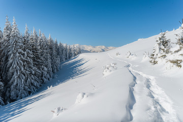 Fototapeta na wymiar The wide trail. Beautiful landscape in the cold winter morning. Christmas forest. Location place the Carpathian Mountains, Ukraine, Europe.