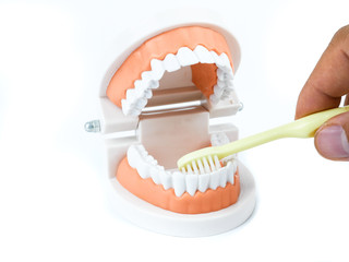 Plastic teeth models with Toothbrush how to clean teeth with brush properly and right, isolated on white background, concept Dental care and medical