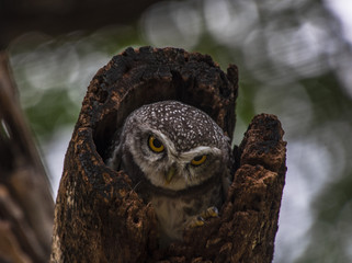 portrait of an eagle owl