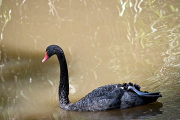this is a side view of a black swan