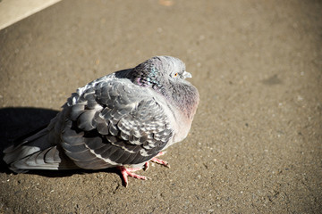 都会の鳩・地面