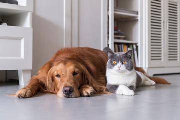 British shorthair and golden retriever friendly