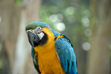 this is a close up of a blue and gold macaw