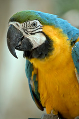 this is a close up of a blue and gold macaw