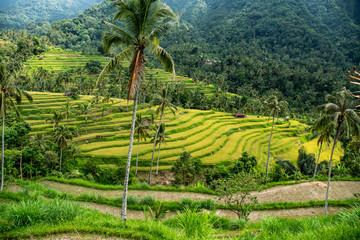 Lush green tropical ice terrace fields of Bali Indonesia
