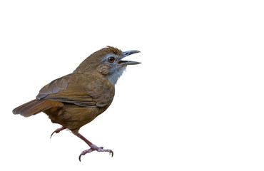 Abbott's Babbler on a white background. 