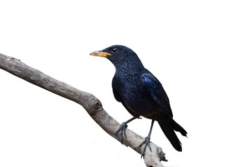 Blue Whistling-thrush on a branch on a white background
