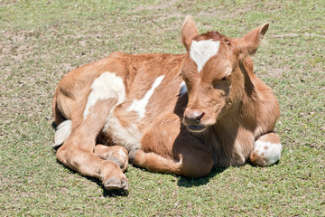 Naklejka na ściany i meble the calf is resting on the grass