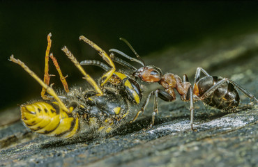Formica rufa Waldameise schleppt erbeutete Wespe