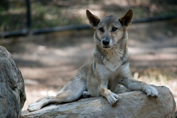 Fototapeta premium the dingo is resting on a rock