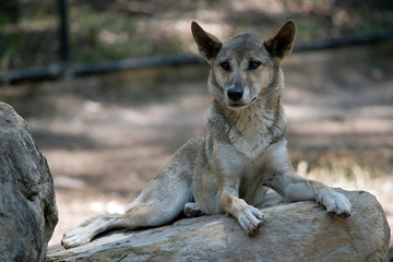 the dingo is resting on a rock