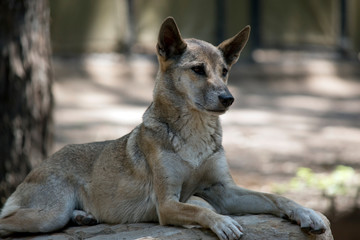 the dingo is resting on a rock