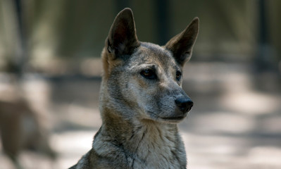 this is a close up of a dingo