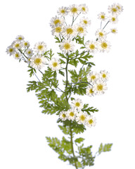 medicinal plant from my garden: Tanacetum parthenium ( feverfew ) flowers and leafs isolated on white background side view
