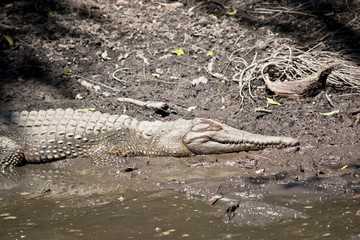 this is a side view of a fresh water crocodile