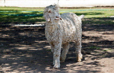 this is an angora goat