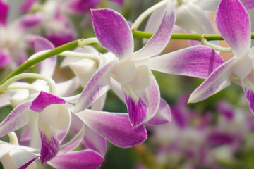 Beautiful pink orchid flowers closeup. dendrobium orchid. pink and white orchid isolated on green...