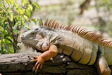 this is a side view of a green iguana