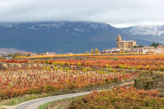 Vi&ntilde;edos oto&ntilde;ales
