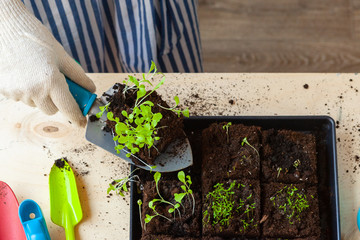 Woman's hands planting sprouts in pot with dirt or soil in container